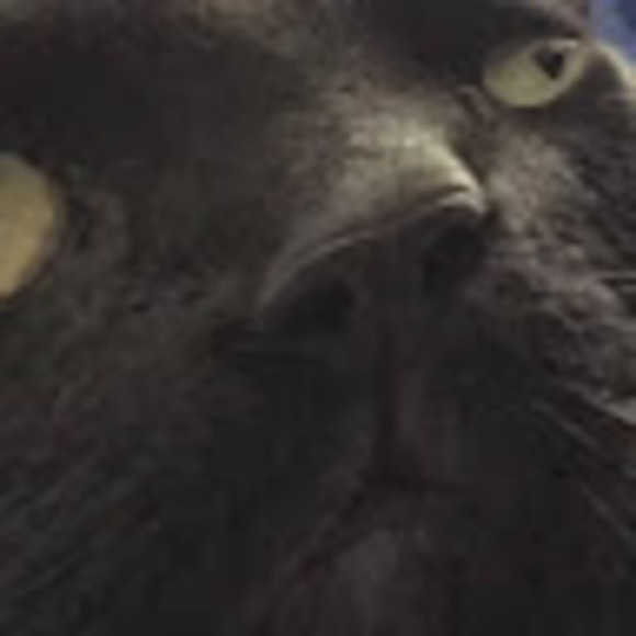 Meet your Posher, Ray - Picture 1 of 1